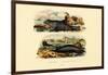 Common Seal, 1833-39-null-Framed Giclee Print