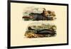 Common Seal, 1833-39-null-Framed Giclee Print