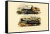 Common Seal, 1833-39-null-Framed Stretched Canvas