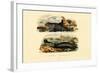 Common Seal, 1833-39-null-Framed Giclee Print