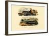 Common Seal, 1833-39-null-Framed Giclee Print