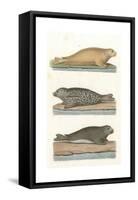 Common Seal, Anon, Col-null-Framed Stretched Canvas