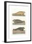 Common Seal, Anon, Col-null-Framed Giclee Print