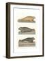 Common Seal, Anon, Col-null-Framed Giclee Print