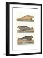 Common Seal, Anon, Col-null-Framed Giclee Print