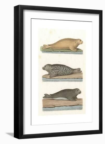 Common Seal, Anon, Col-null-Framed Giclee Print