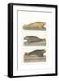 Common Seal, Anon, Col-null-Framed Giclee Print