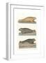 Common Seal, Anon, Col-null-Framed Giclee Print