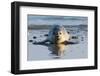 Common Seal known also as Harbour Seal, Hair Seal or Spotted Seal (Phoca Vitulina) Pup Lying on The-Iwona Fijol-Framed Photographic Print
