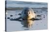 Common Seal known also as Harbour Seal, Hair Seal or Spotted Seal (Phoca Vitulina) Pup Lying on The-Iwona Fijol-Stretched Canvas