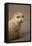 Common Seal (Phoca Vitulina) Pup, Portrait on Sand, Donna Nook, Lincolnshire, England, UK, October-Danny Green-Framed Stretched Canvas