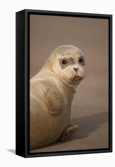 Common Seal (Phoca Vitulina) Pup, Portrait on Sand, Donna Nook, Lincolnshire, England, UK, October-Danny Green-Framed Stretched Canvas