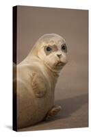 Common Seal (Phoca Vitulina) Pup, Portrait on Sand, Donna Nook, Lincolnshire, England, UK, October-Danny Green-Stretched Canvas