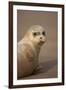 Common Seal (Phoca Vitulina) Pup, Portrait on Sand, Donna Nook, Lincolnshire, England, UK, October-Danny Green-Framed Photographic Print