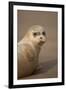 Common Seal (Phoca Vitulina) Pup, Portrait on Sand, Donna Nook, Lincolnshire, England, UK, October-Danny Green-Framed Photographic Print