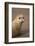 Common Seal (Phoca Vitulina) Pup, Portrait on Sand, Donna Nook, Lincolnshire, England, UK, October-Danny Green-Framed Photographic Print