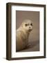 Common Seal (Phoca Vitulina) Pup, Portrait on Sand, Donna Nook, Lincolnshire, England, UK, October-Danny Green-Framed Photographic Print