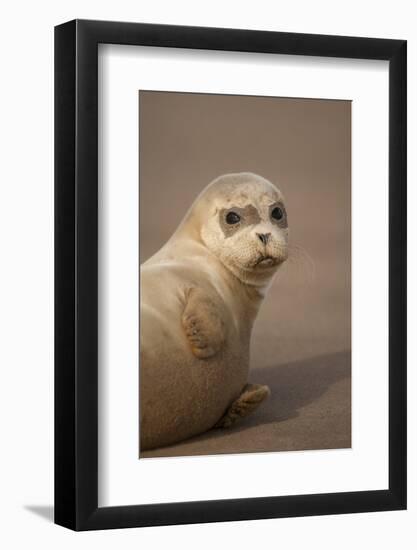 Common Seal (Phoca Vitulina) Pup, Portrait on Sand, Donna Nook, Lincolnshire, England, UK, October-Danny Green-Framed Photographic Print