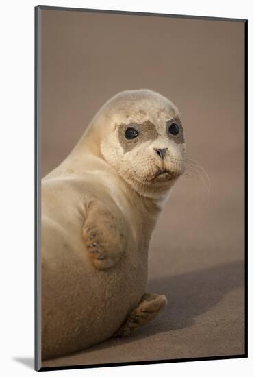 Common Seal (Phoca Vitulina) Pup, Portrait on Sand, Donna Nook, Lincolnshire, England, UK, October-Danny Green-Mounted Photographic Print