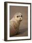 Common Seal (Phoca Vitulina) Pup, Portrait on Sand, Donna Nook, Lincolnshire, England, UK, October-Danny Green-Framed Photographic Print