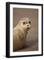 Common Seal (Phoca Vitulina) Pup, Portrait on Sand, Donna Nook, Lincolnshire, England, UK, October-Danny Green-Framed Photographic Print