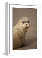 Common Seal (Phoca Vitulina) Pup, Portrait on Sand, Donna Nook, Lincolnshire, England, UK, October-Danny Green-Framed Photographic Print