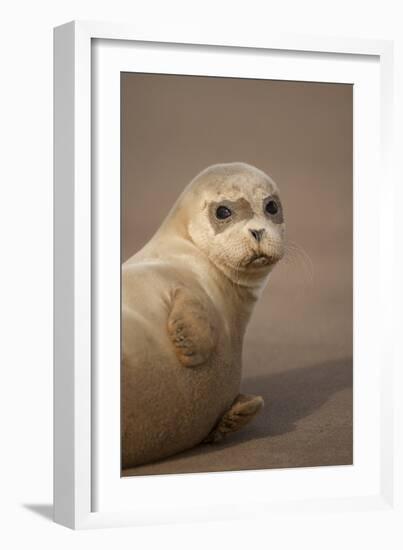 Common Seal (Phoca Vitulina) Pup, Portrait on Sand, Donna Nook, Lincolnshire, England, UK, October-Danny Green-Framed Photographic Print