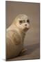 Common Seal (Phoca Vitulina) Pup, Portrait on Sand, Donna Nook, Lincolnshire, England, UK, October-Danny Green-Mounted Photographic Print