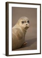 Common Seal (Phoca Vitulina) Pup, Portrait on Sand, Donna Nook, Lincolnshire, England, UK, October-Danny Green-Framed Photographic Print