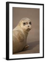 Common Seal (Phoca Vitulina) Pup, Portrait on Sand, Donna Nook, Lincolnshire, England, UK, October-Danny Green-Framed Photographic Print