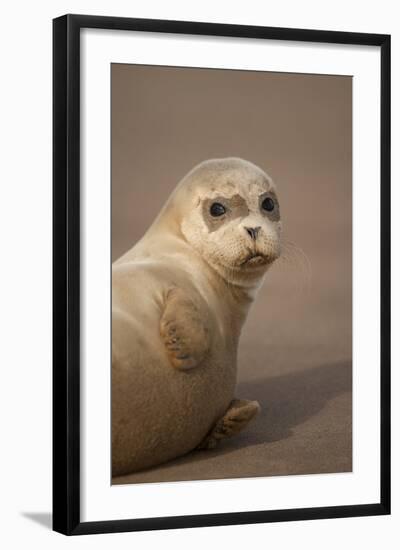 Common Seal (Phoca Vitulina) Pup, Portrait on Sand, Donna Nook, Lincolnshire, England, UK, October-Danny Green-Framed Photographic Print