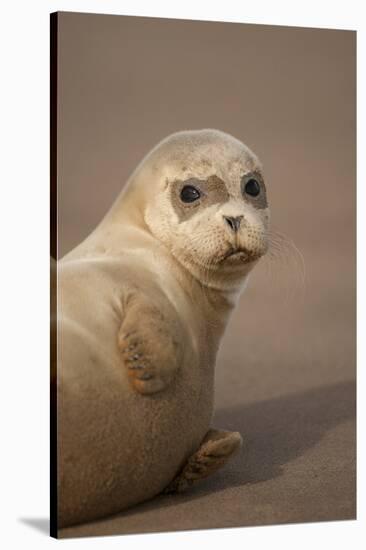 Common Seal (Phoca Vitulina) Pup, Portrait on Sand, Donna Nook, Lincolnshire, England, UK, October-Danny Green-Stretched Canvas