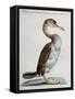 Common Shag (Phalacrocorax) or Perdigiorno in Tuscan Dialect-null-Framed Stretched Canvas