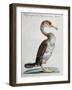 Common Shag (Phalacrocorax) or Perdigiorno in Tuscan Dialect-null-Framed Giclee Print
