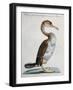 Common Shag (Phalacrocorax) or Perdigiorno in Tuscan Dialect-null-Framed Giclee Print