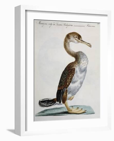 Common Shag (Phalacrocorax) or Perdigiorno in Tuscan Dialect-null-Framed Giclee Print