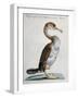 Common Shag (Phalacrocorax) or Perdigiorno in Tuscan Dialect-null-Framed Giclee Print