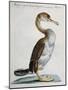 Common Shag (Phalacrocorax) or Perdigiorno in Tuscan Dialect-null-Mounted Giclee Print