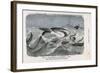 Common Shark (Carcharias Lamia) About to Make a Meal of a Shipwrecked Sailor-Demarle-Framed Art Print