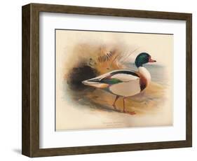 Common Sheldrake (Tadorna cornuta), 1900, (1900)-Charles Whymper-Framed Giclee Print