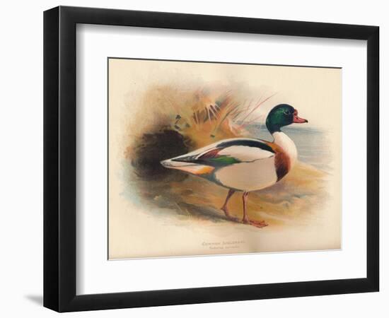 Common Sheldrake (Tadorna cornuta), 1900, (1900)-Charles Whymper-Framed Giclee Print