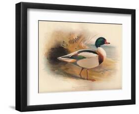 Common Sheldrake (Tadorna cornuta), 1900, (1900)-Charles Whymper-Framed Giclee Print