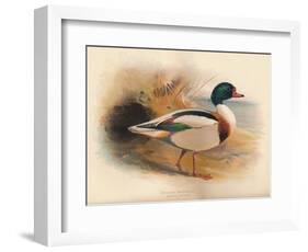 Common Sheldrake (Tadorna cornuta), 1900, (1900)-Charles Whymper-Framed Giclee Print