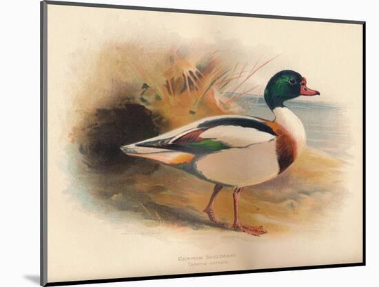 Common Sheldrake (Tadorna cornuta), 1900, (1900)-Charles Whymper-Mounted Giclee Print