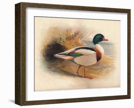 Common Sheldrake (Tadorna cornuta), 1900, (1900)-Charles Whymper-Framed Giclee Print