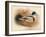 Common Sheldrake (Tadorna cornuta), 1900, (1900)-Charles Whymper-Framed Giclee Print