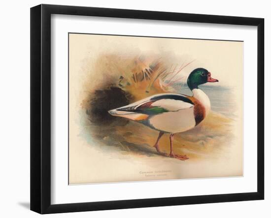 Common Sheldrake (Tadorna cornuta), 1900, (1900)-Charles Whymper-Framed Giclee Print