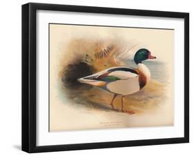 Common Sheldrake (Tadorna cornuta), 1900, (1900)-Charles Whymper-Framed Giclee Print