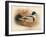 Common Sheldrake (Tadorna cornuta), 1900, (1900)-Charles Whymper-Framed Giclee Print