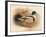 Common Sheldrake (Tadorna cornuta), 1900, (1900)-Charles Whymper-Framed Giclee Print